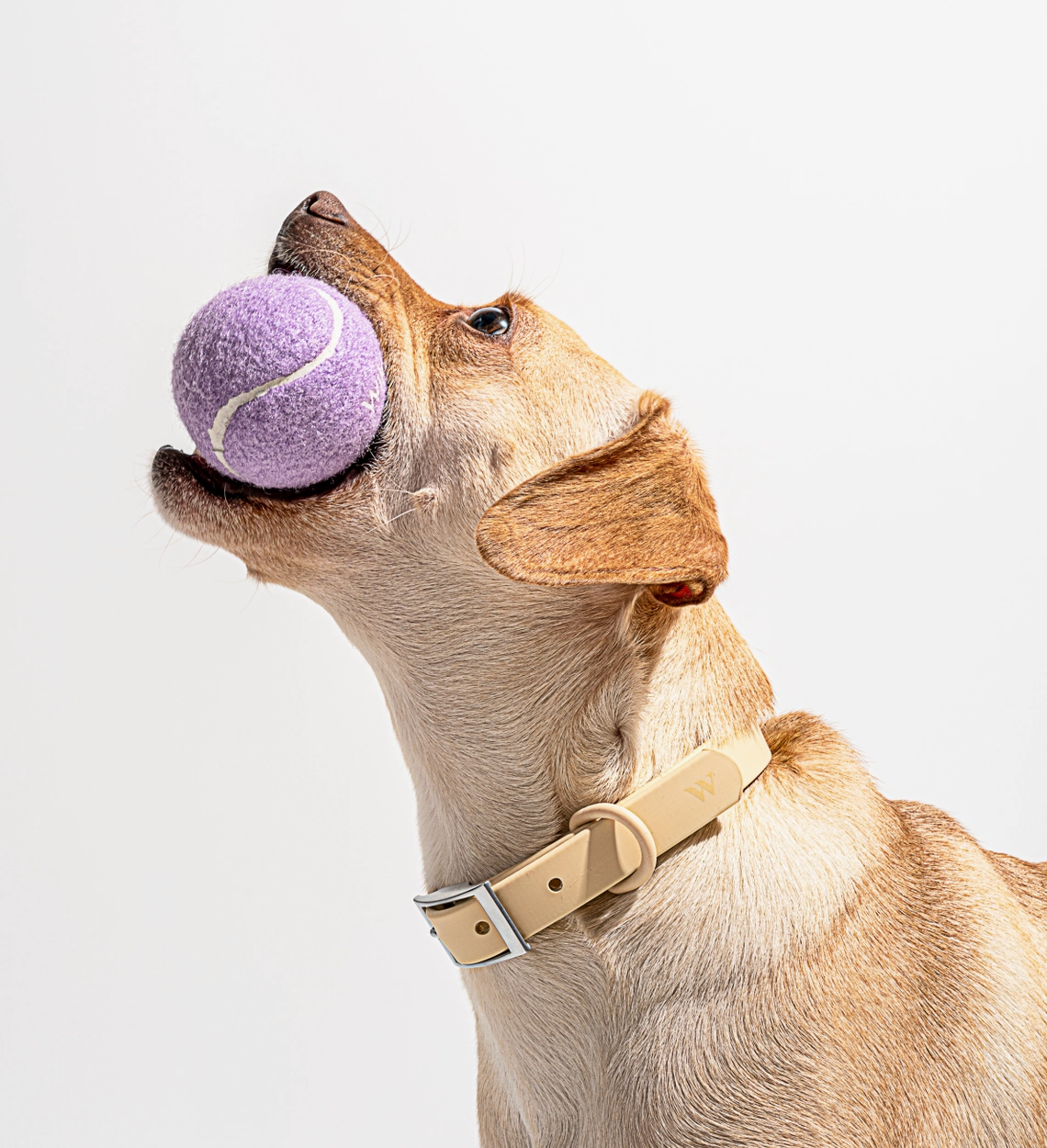 HealthyDog Wild One Tennisbälle für Hunde