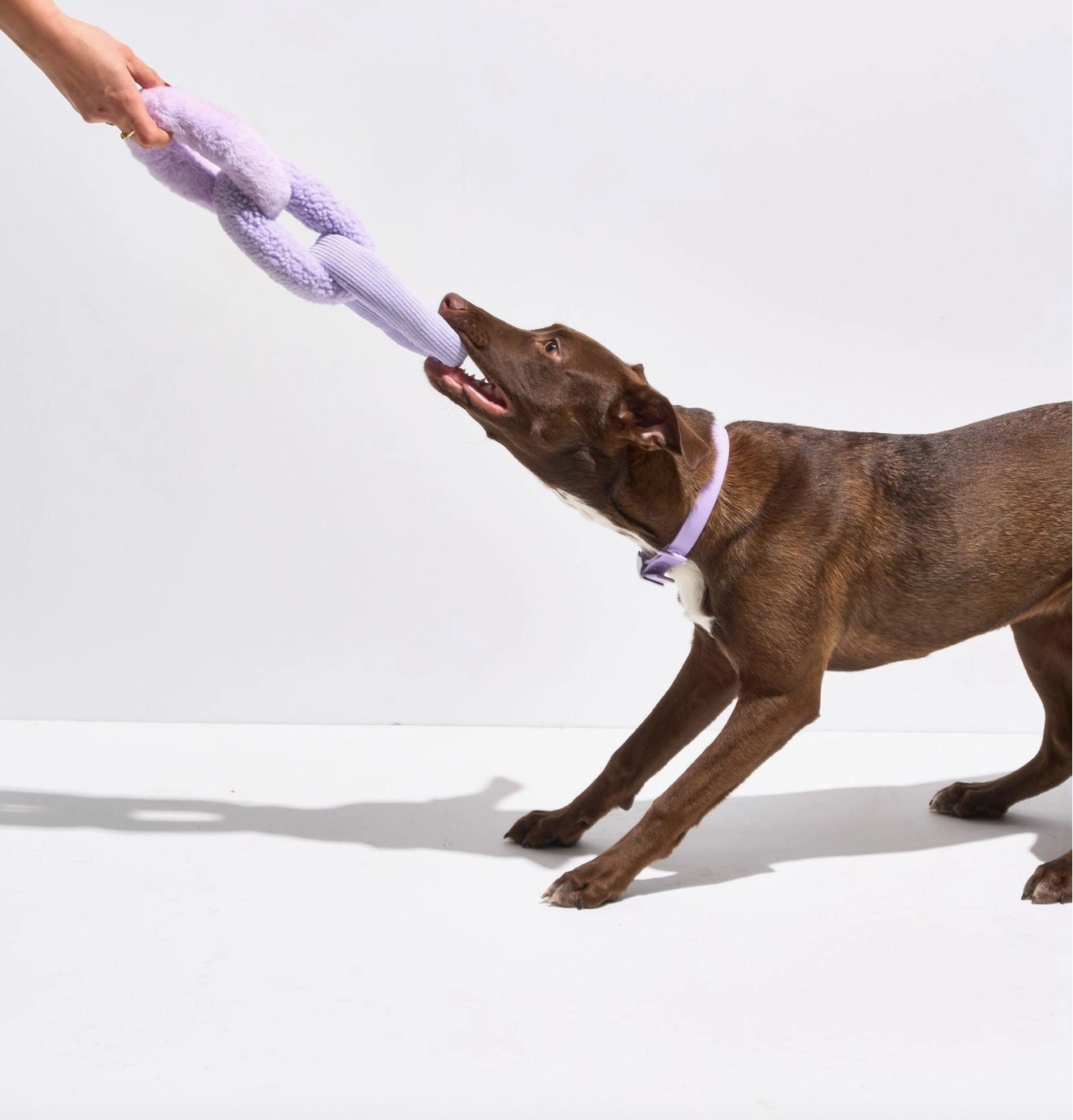 HealthyDog Wild One Hundespielzeug aus Plüsch — Kaukette lila
