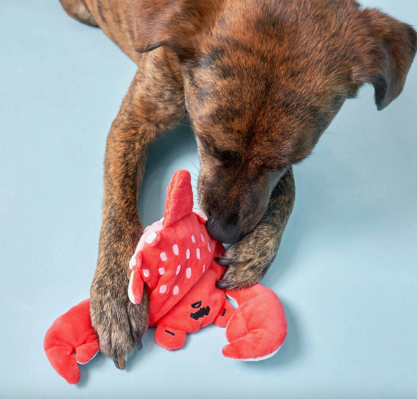 the furryfolks Onkel Krabbe Nasenarbeit Hundespielzeug