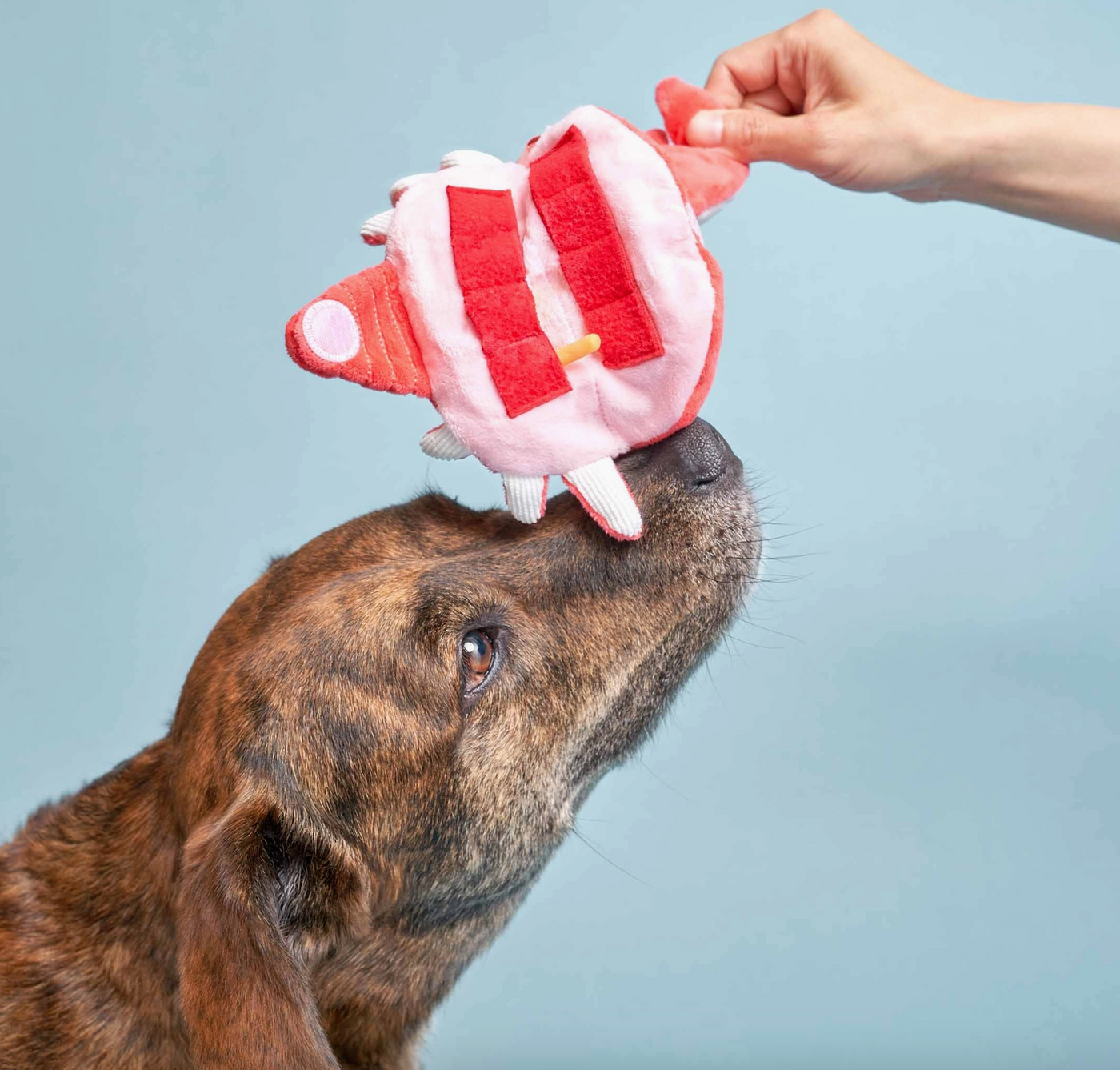 the furryfolks Onkel Krabbe Nasenarbeit Hundespielzeug