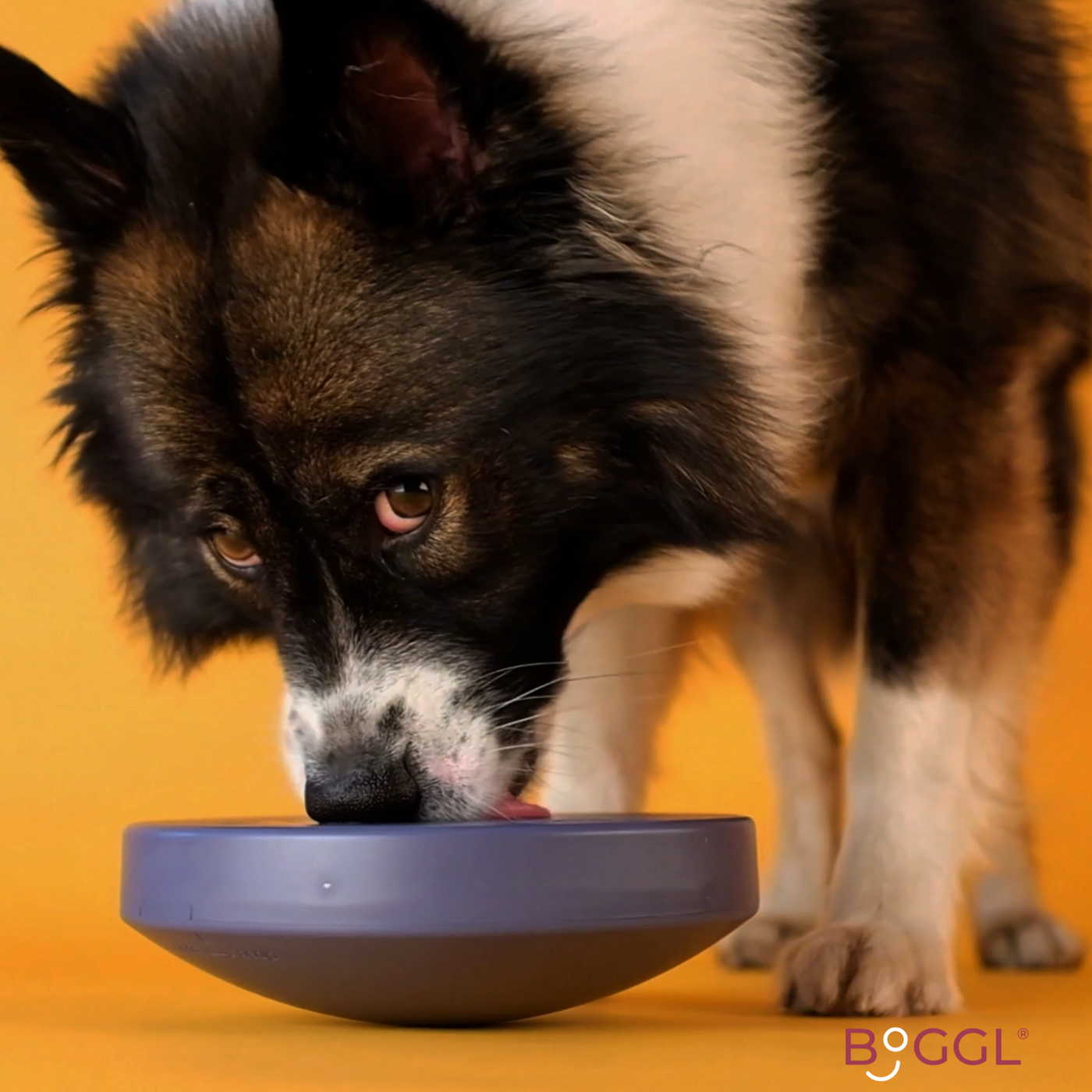 HealthyDog BOGGL M Hundespielzeug