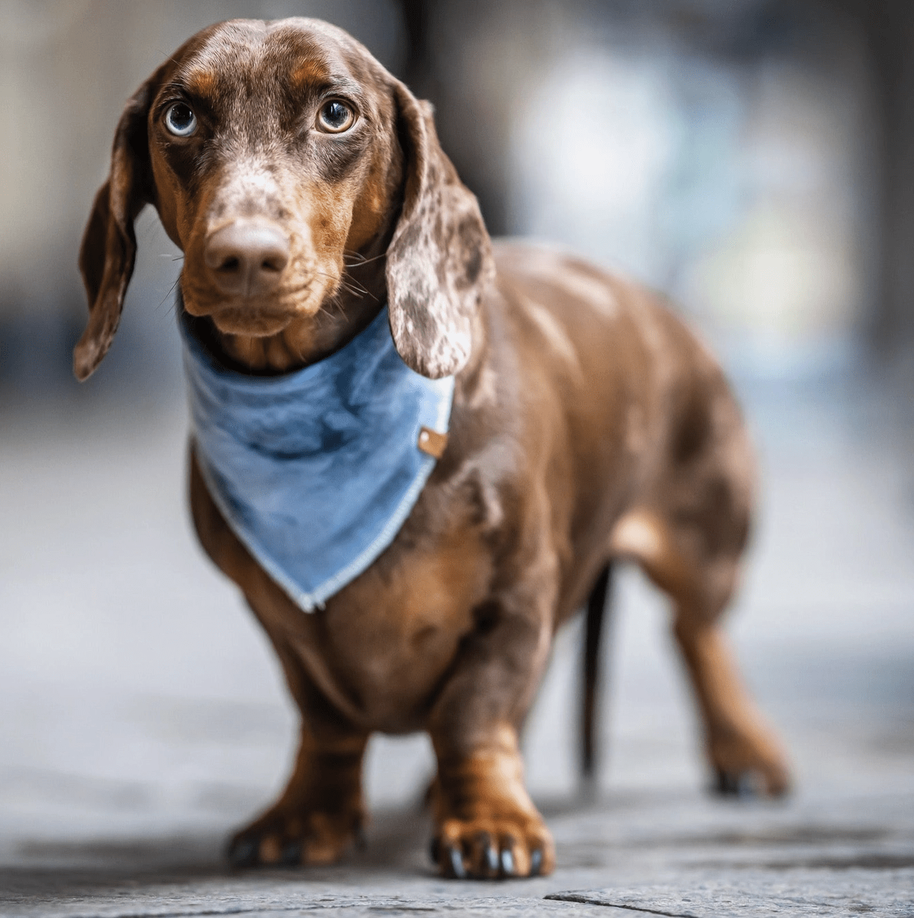HealthyDog Lieblingspfote Hunde Bandana Halstuch Baltik blau