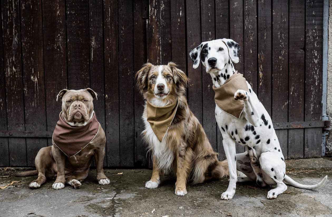 HealthyDog Lieblingspfote Hunde Bandana Halstuch Olive