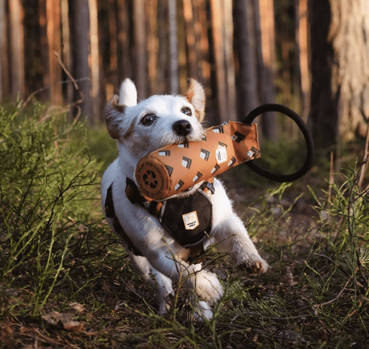 HealthyDog Woolly Wolf schwimmendes Apportierspielzeug