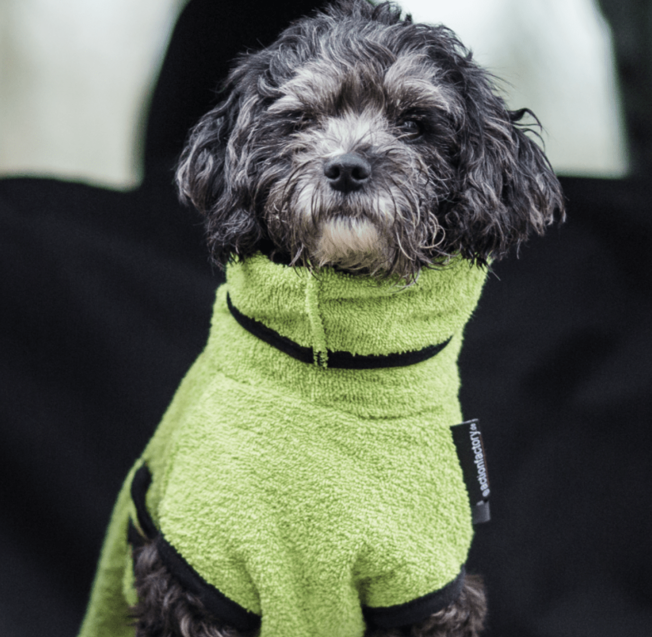 HealthyDog actionfactory dryup cape kiwi