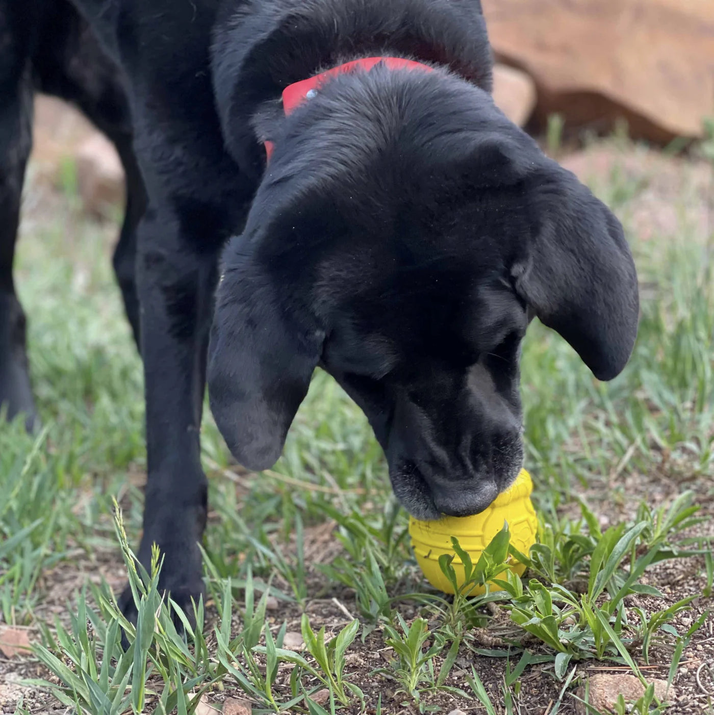 HealthyDog SodaPup Honigtopf Leckerlispender