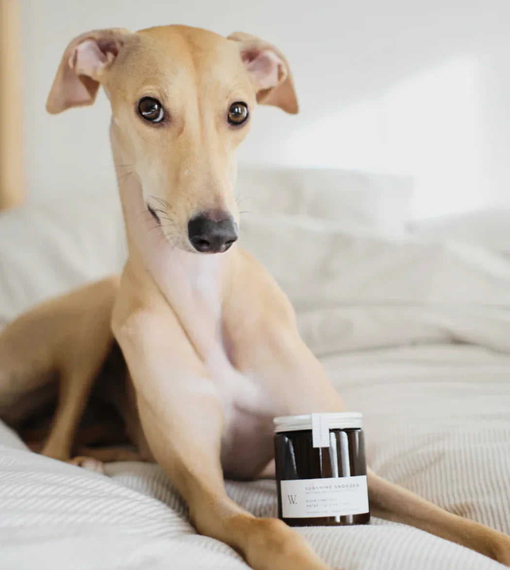 HealthyDog Wild for Dogs Sunshine Snoozes Kerze