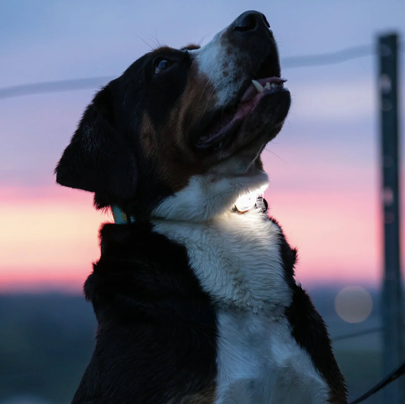 HealthyDog Max & Molly Matrix Ultra LED Sicherheitslicht
