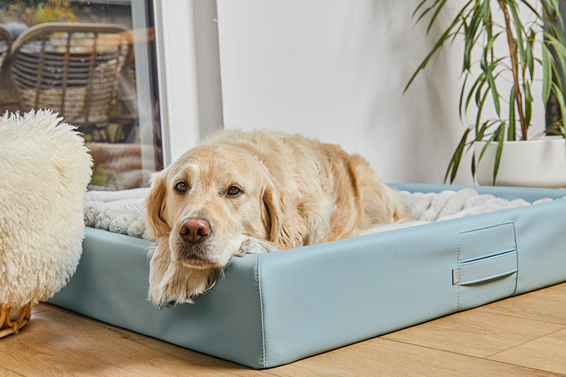 HealthyDog ammi for Dogs orthopädisches Hundebett Kunstleder softmint