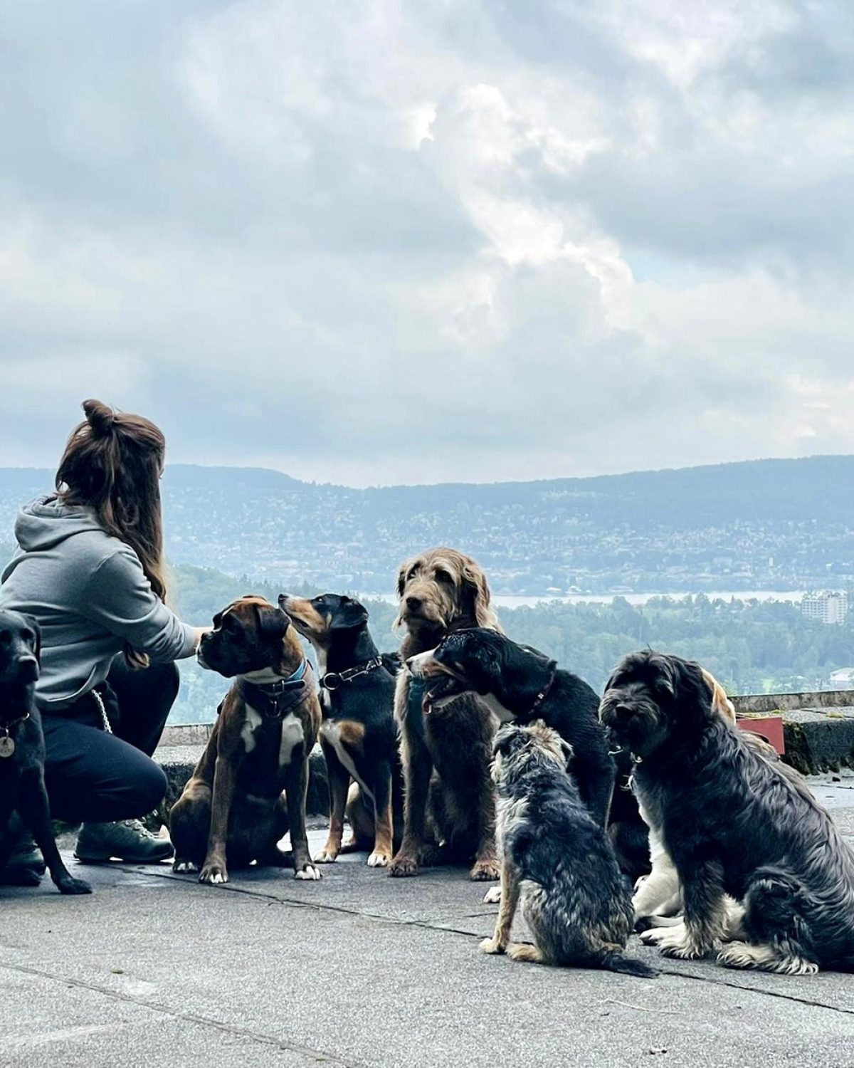 Grenzen setzen = Gewalt am Hund?