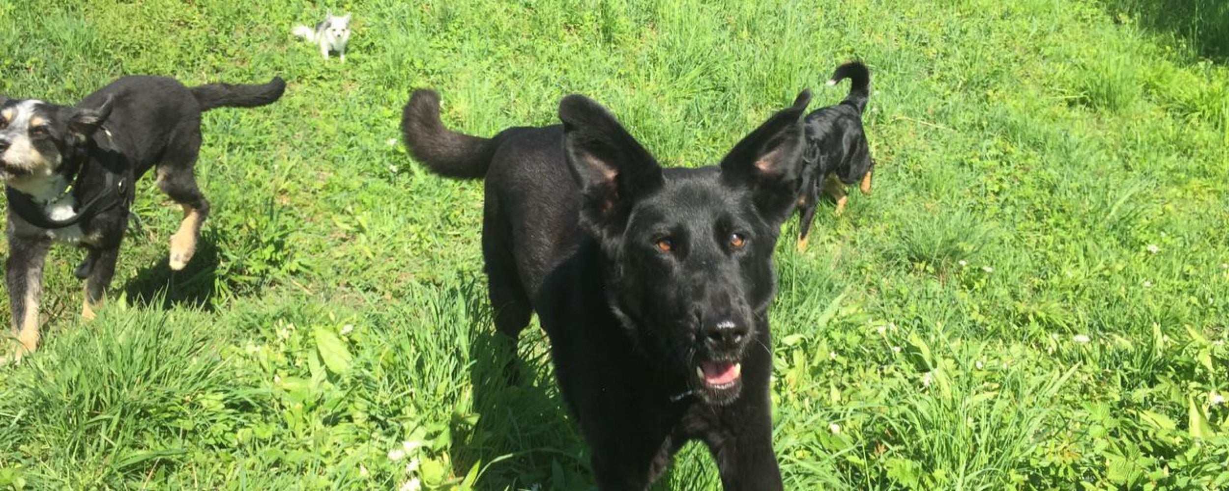 Wie ich mit 21 Jahren auf den Hund gekommen bin