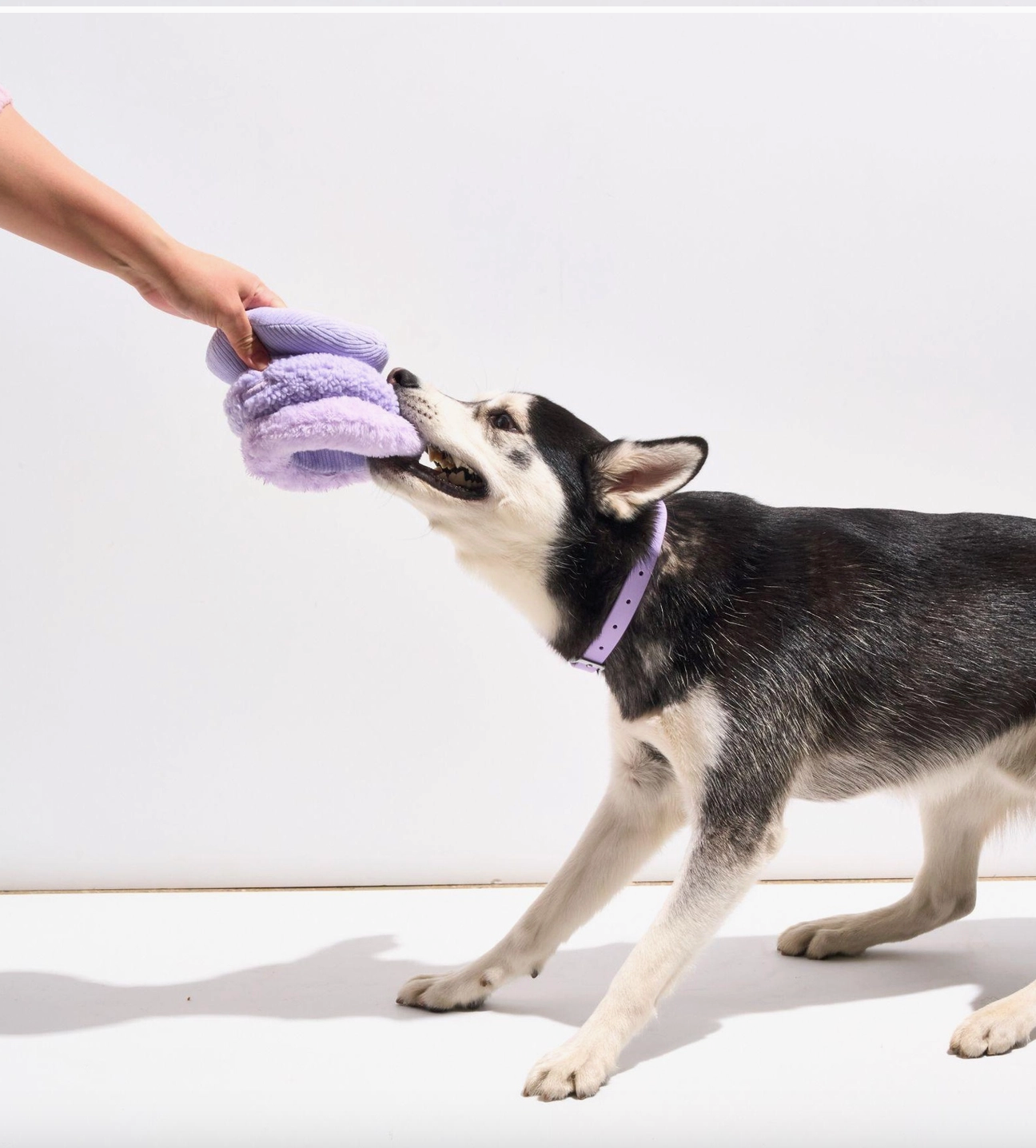 HealthyDog Wild One Hundespielzeug aus Plüsch — Tennis Tuft lila