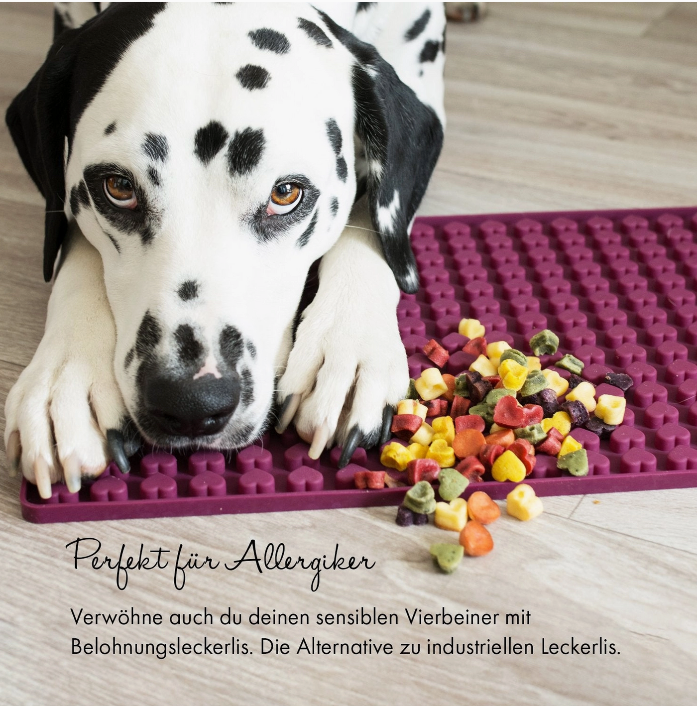 HealthyDog Collory Silikon Backform Herzli