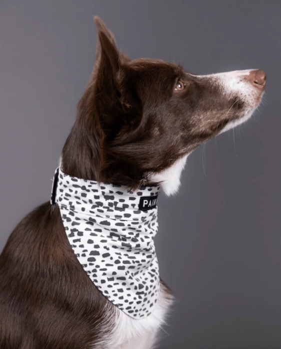 HealthyDog PAIKKA Hundehalstuch leuchtend