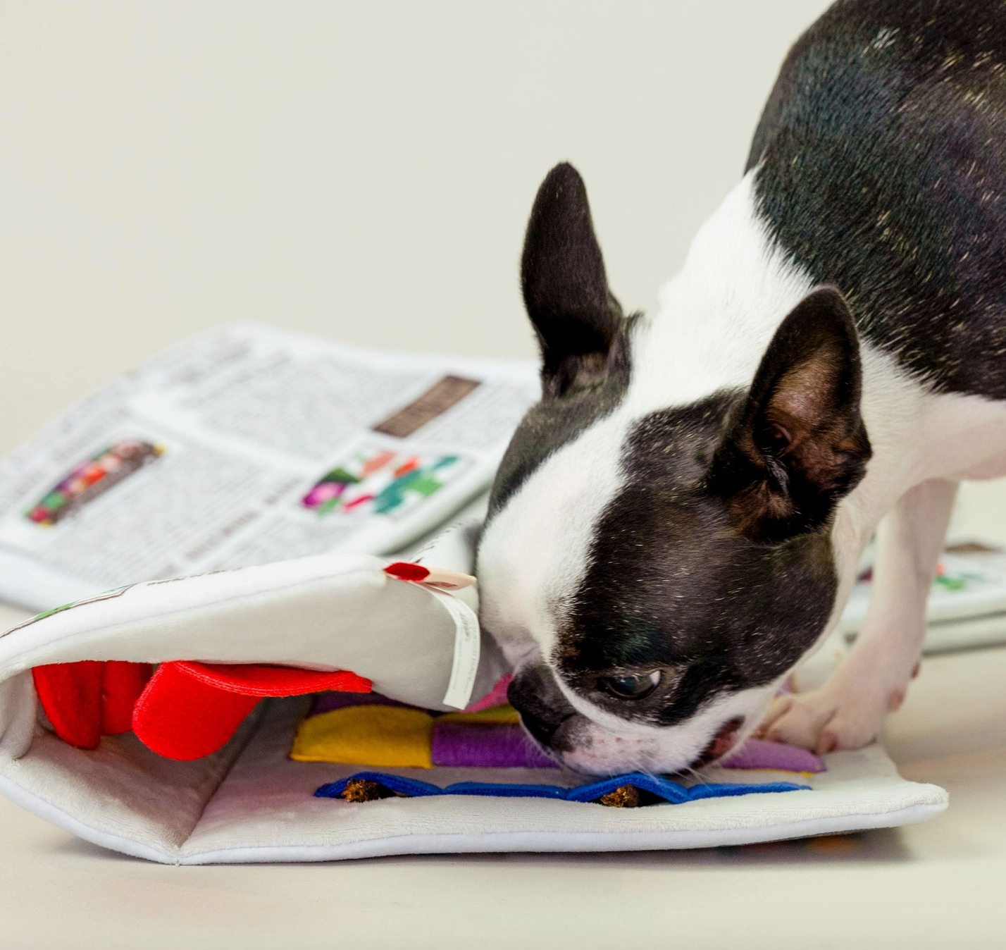 the furryfolks Zeitung Nasenarbeit Hundespielzeug