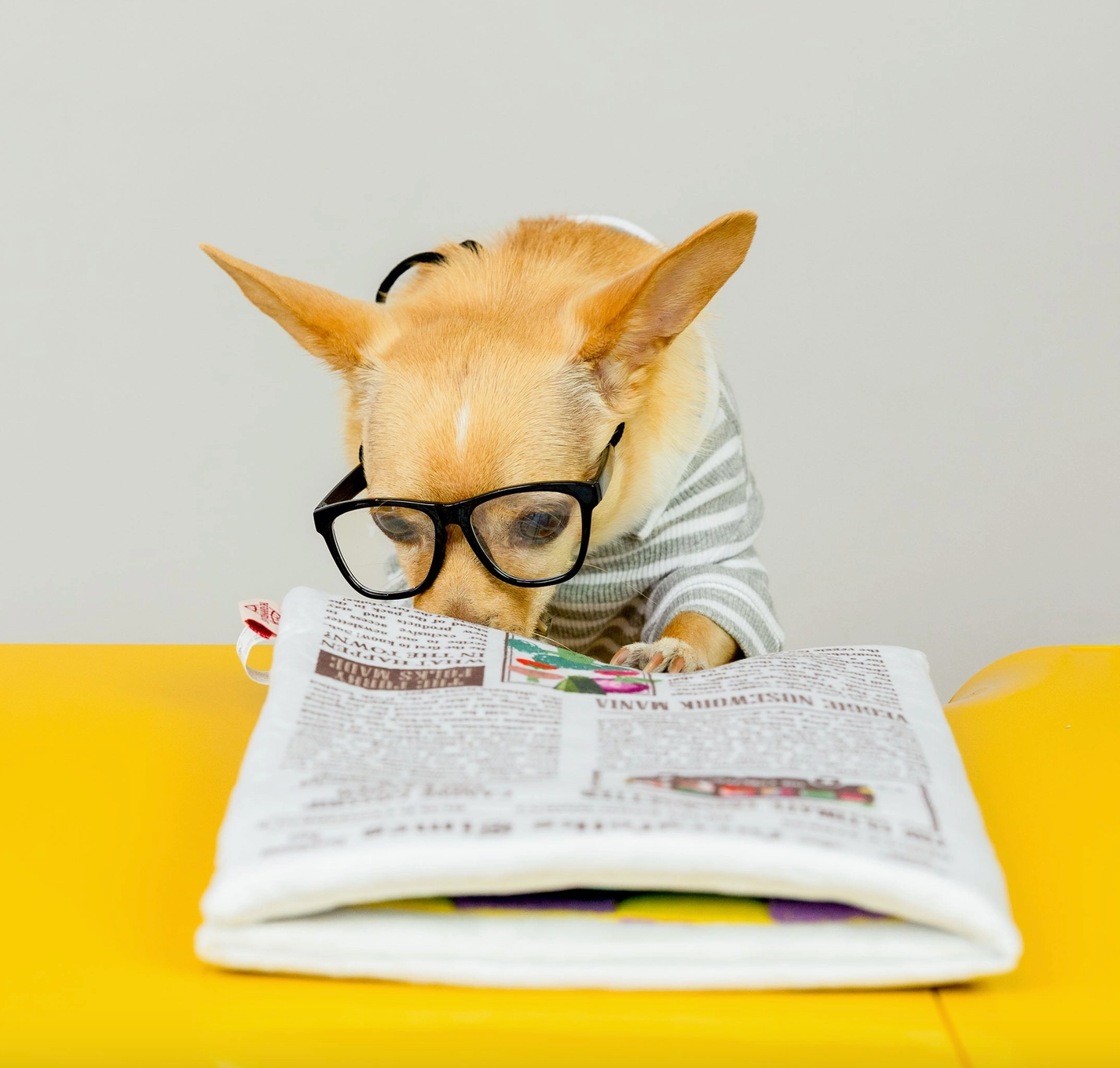 the furryfolks Zeitung Nasenarbeit Hundespielzeug