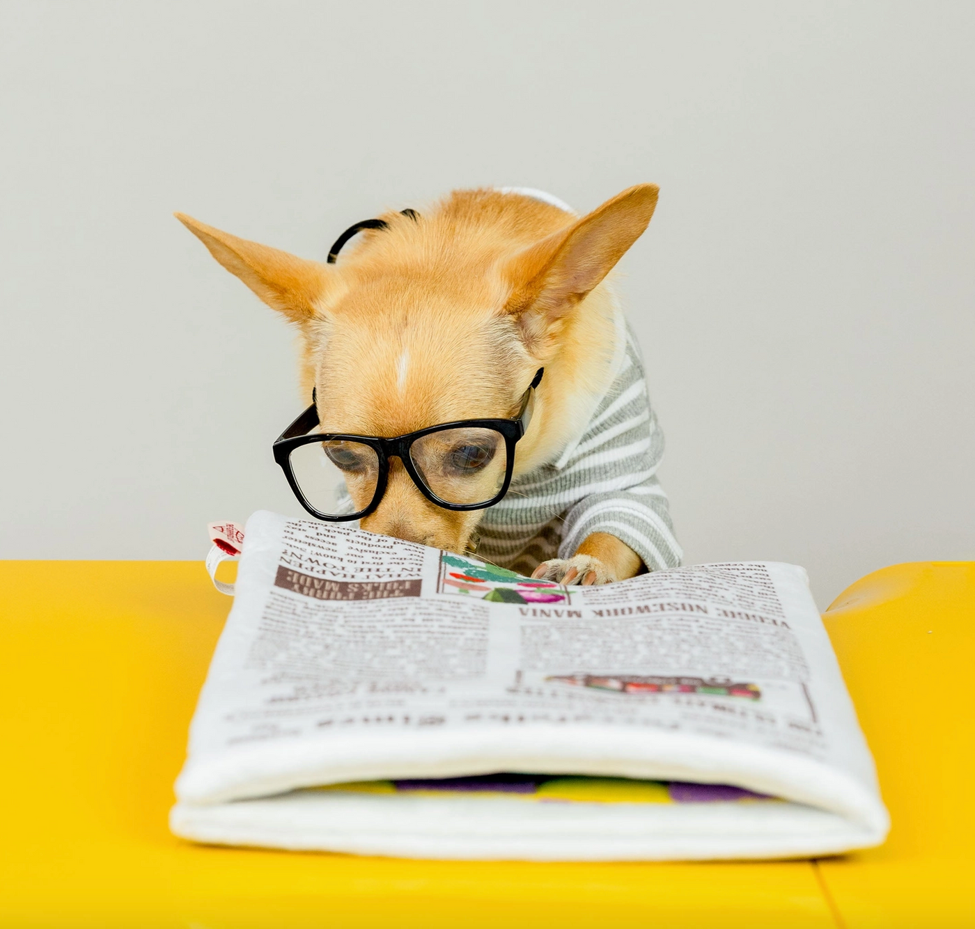 the furryfolks Zeitung Nasenarbeit Hundespielzeug