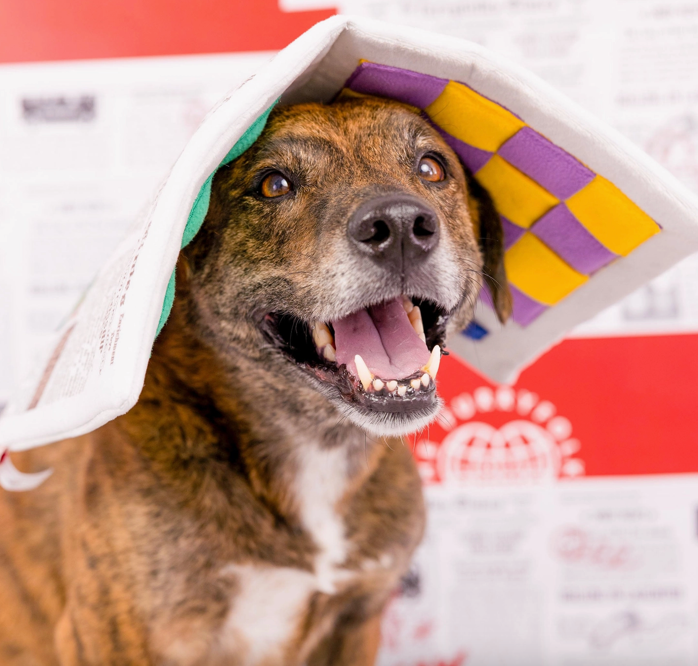 the furryfolks Zeitung Nasenarbeit Hundespielzeug