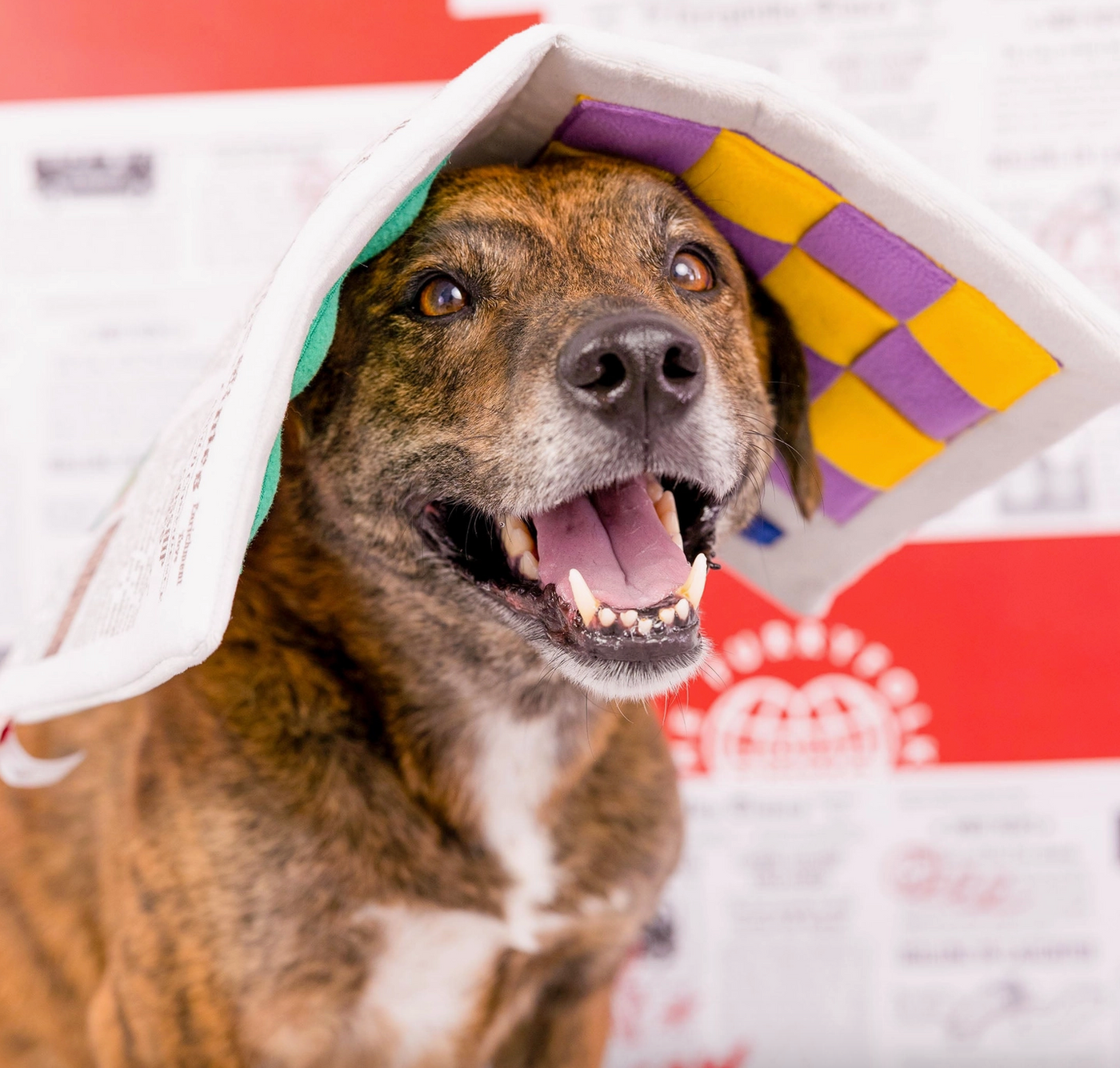 the furryfolks Zeitung Nasenarbeit Hundespielzeug