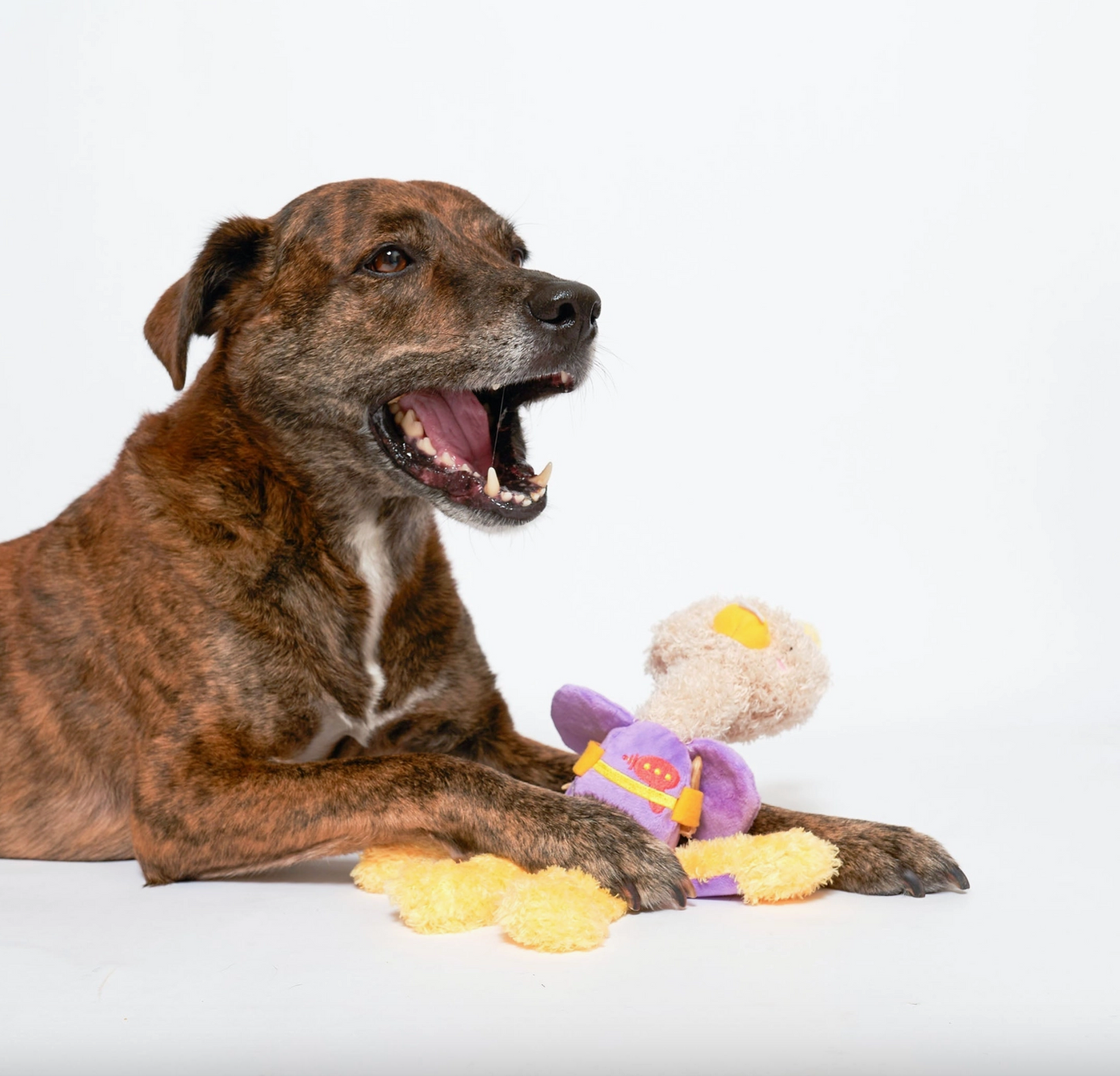 the furryfolks Qwaaak Nasenarbeit Hundespielzeug