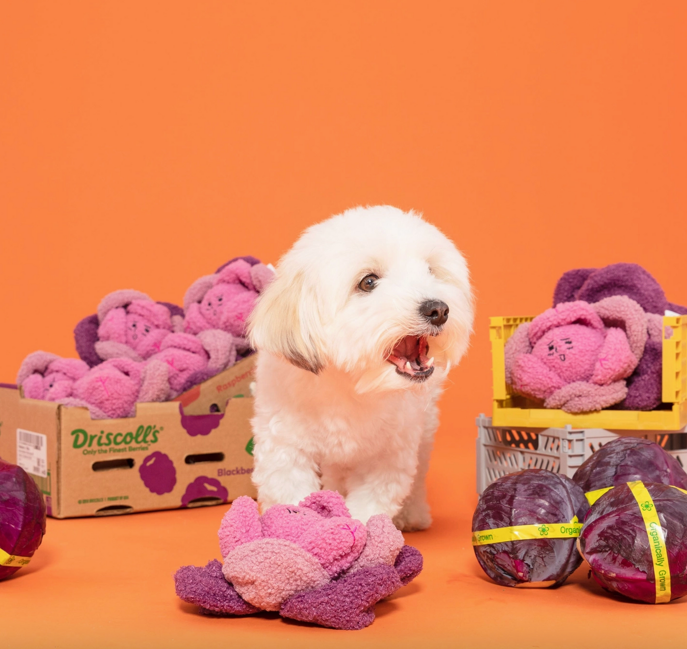 the furryfolks Rotkohl Nasenarbeit Hundespielzeug