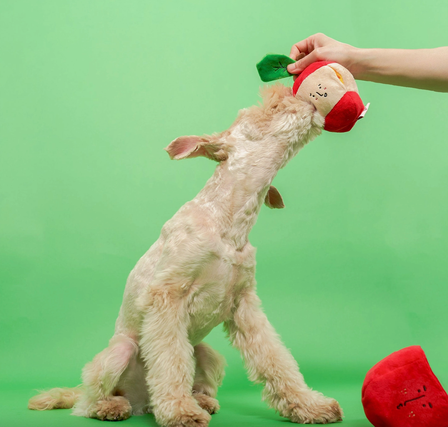 the furryfolks Apfel Nasenarbeit Hundespielzeug