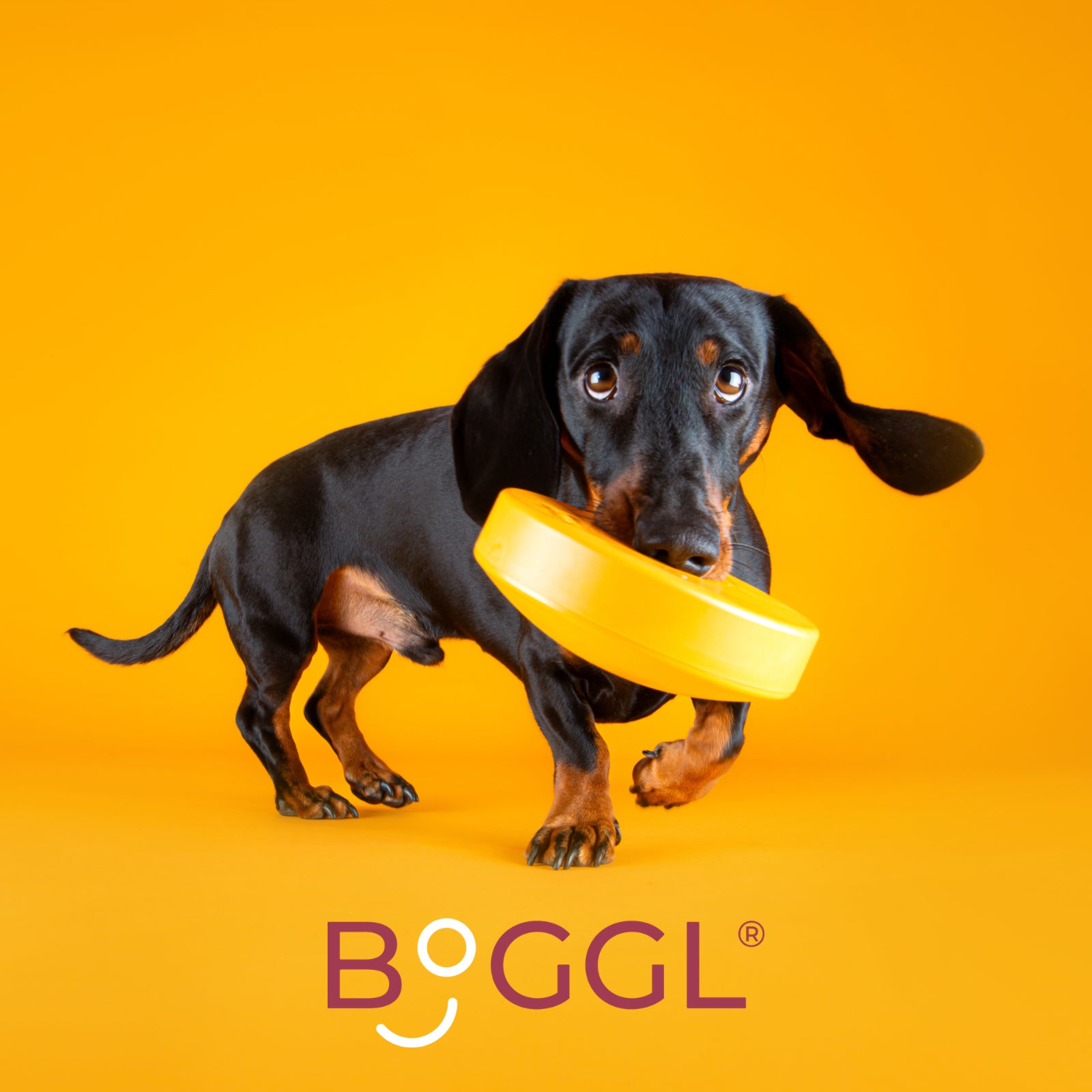 BOGGL® Starterset S Hundespielzeug