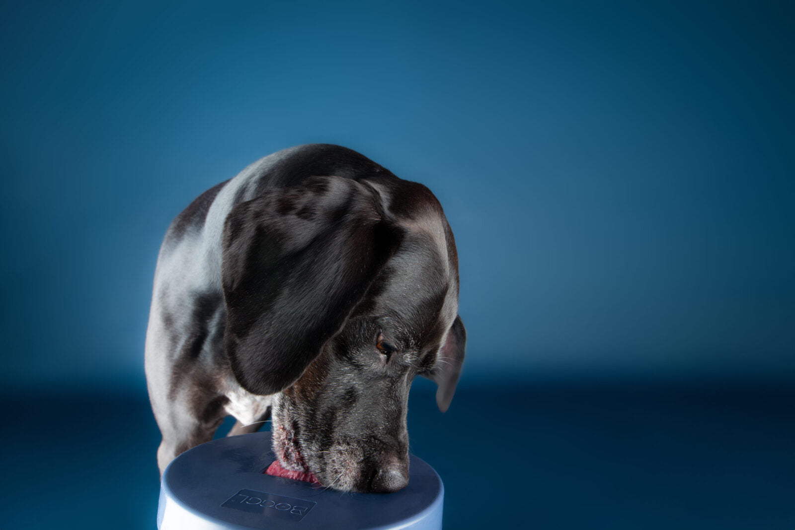 HealthyDog BOGGL M Hundespielzeug