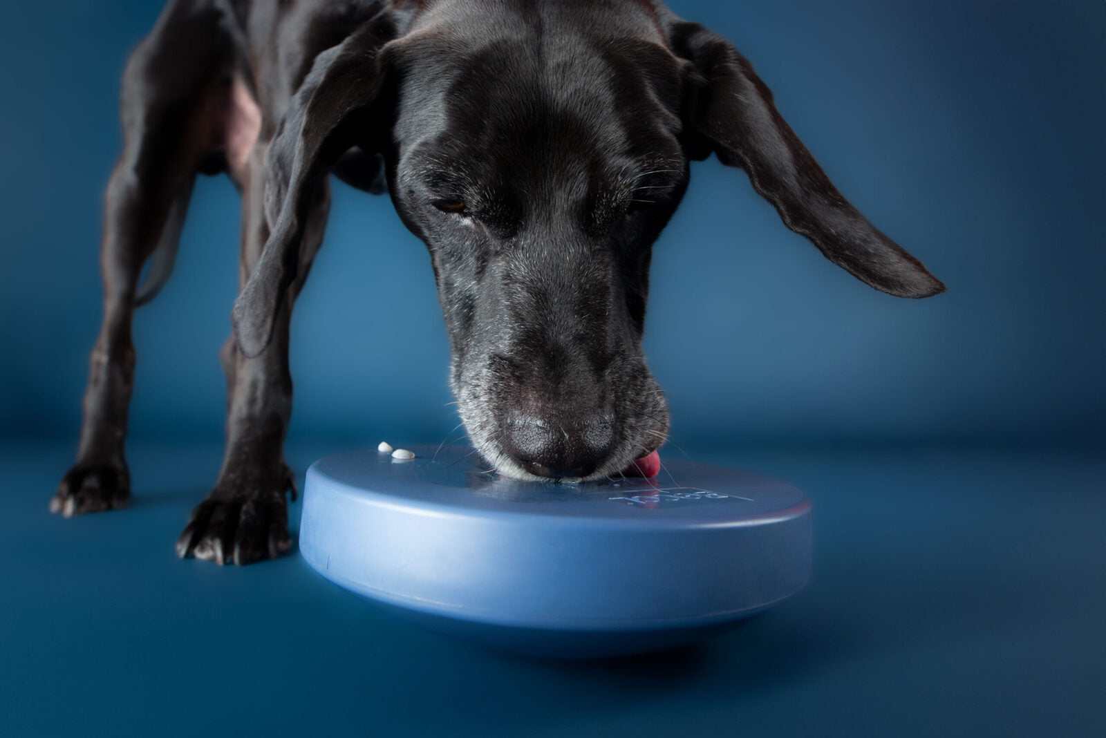 HealthyDog BOGGL M Hundespielzeug