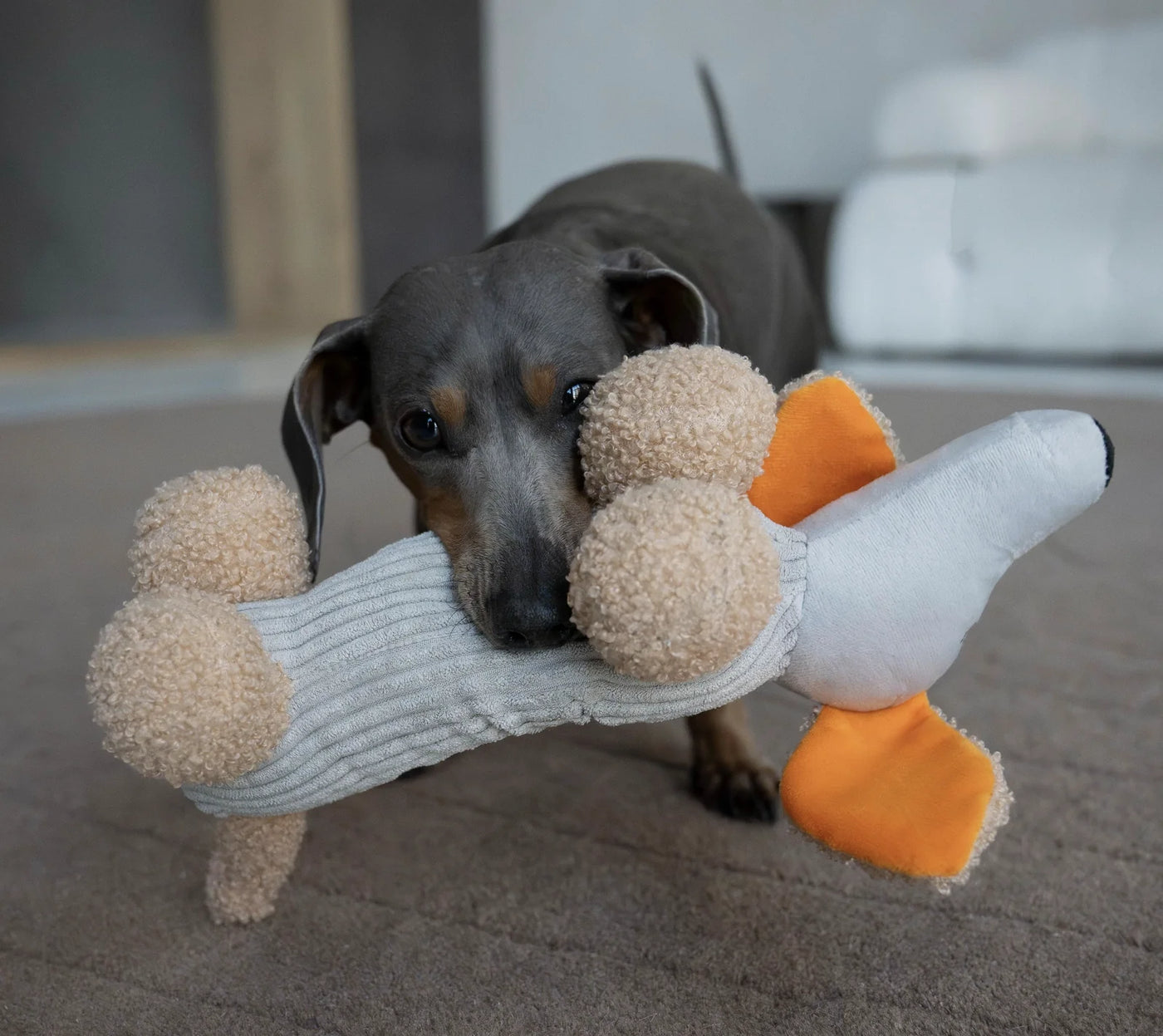 HealthyDog Hundespielzeug "Der Micky"