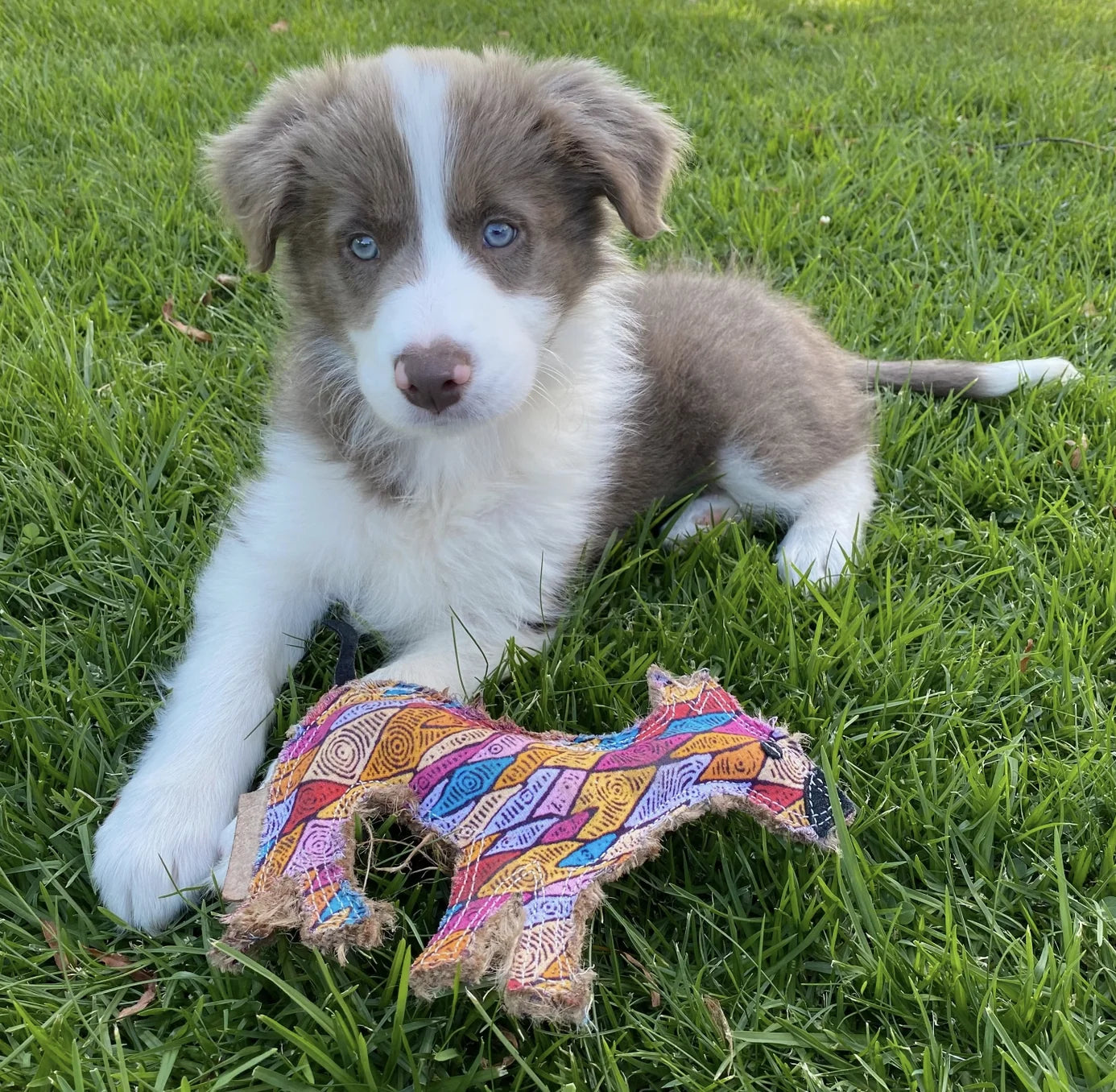 HealthyDog Outback Tails "Timon"