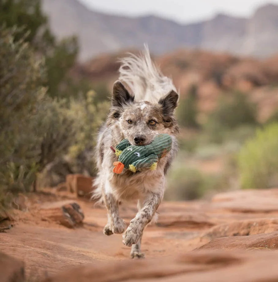 HealthyDog Only An Ocean Europe Hundespielzeug "Enrico"