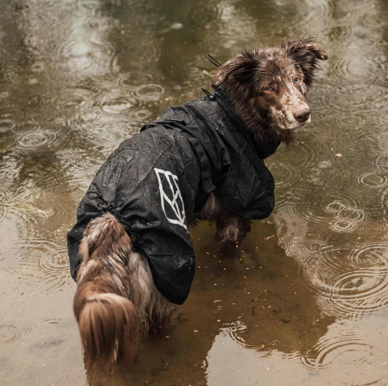 HealthyDog Hundlands Regenmäntel Stormsy