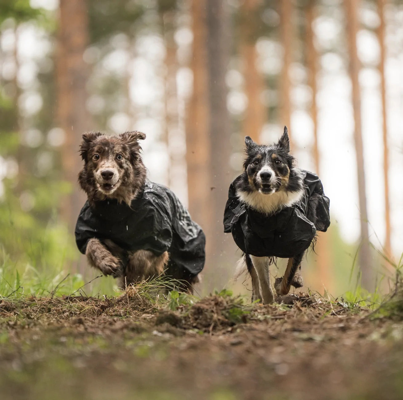 HealthyDog Hundlands Regenmäntel Stormsy