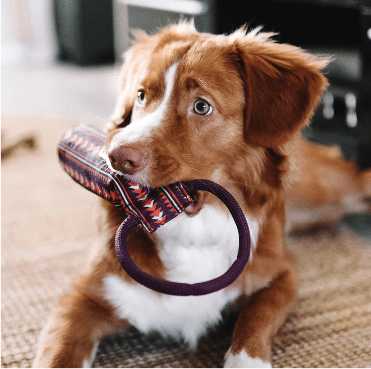HealthyDog Woolly Wolf schwimmendes Apportierspielzeug