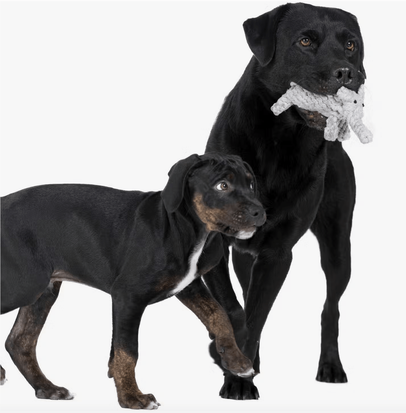 HealthyDog LABONI Elton Elefant Jr.