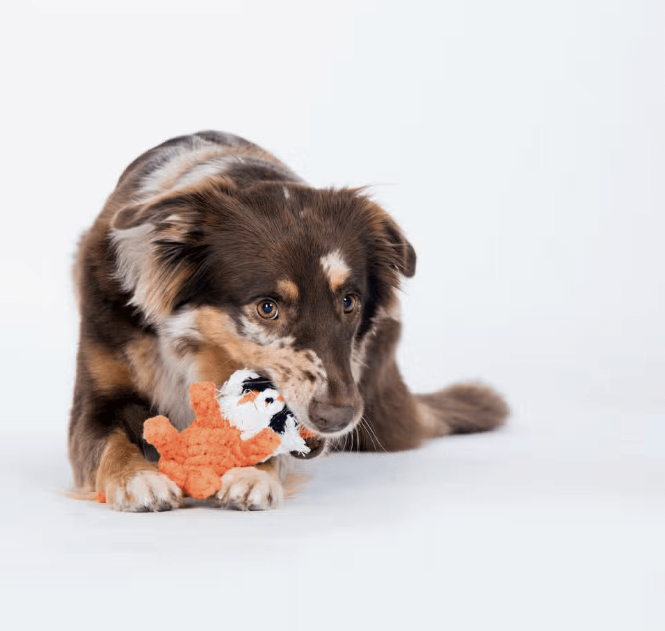 HealthyDog LABONI Timothy Tiger