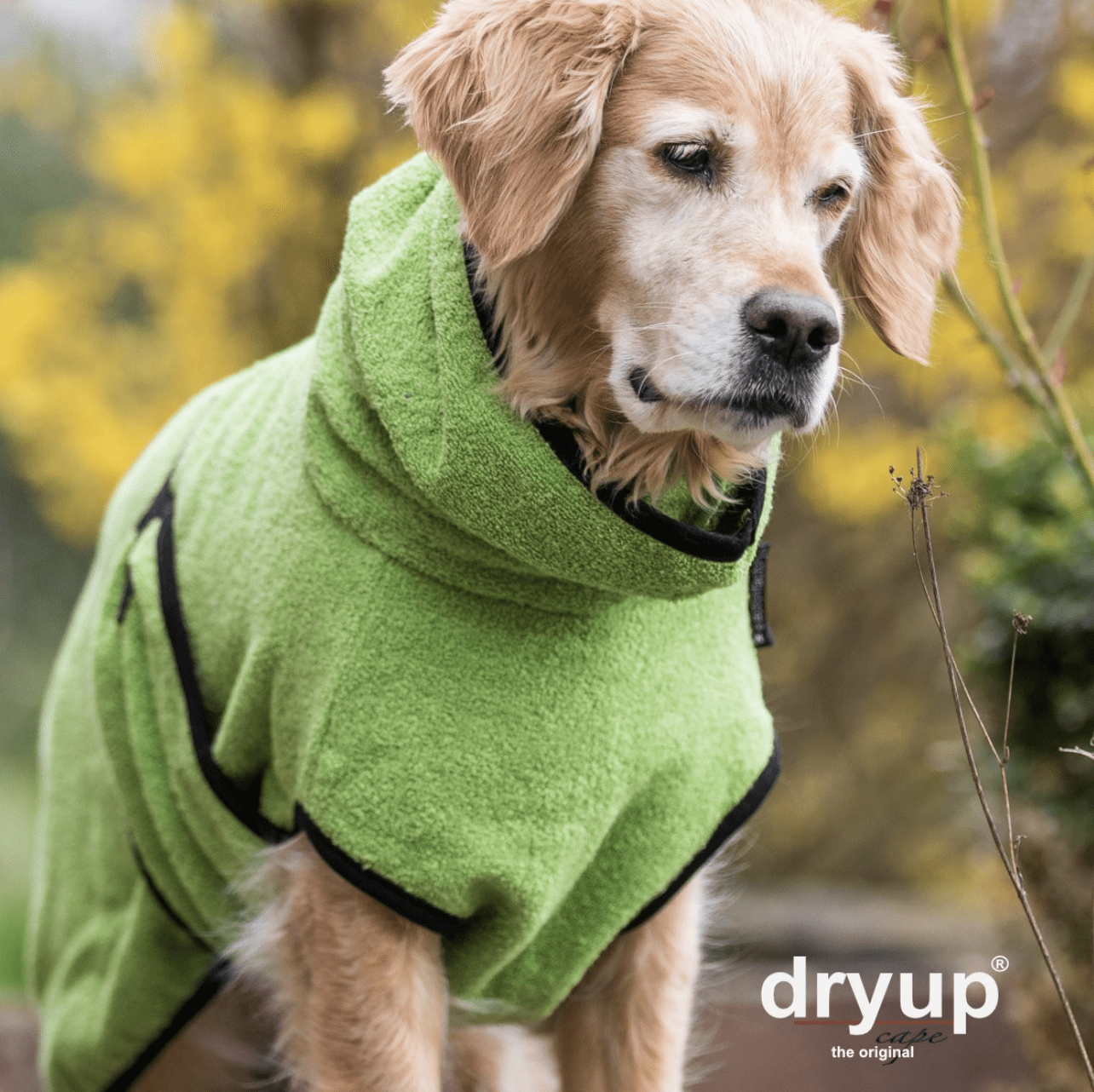 actionfactory Dryup cape kiwi