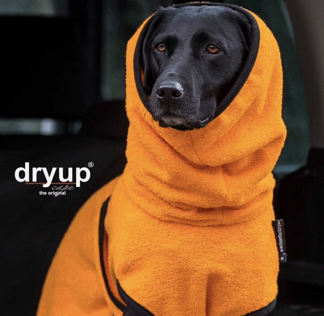 HealthyDog actionfactory dryup cape clementine