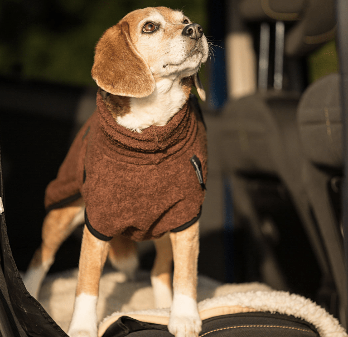 HealthyDog actionfactory dryup cape braun