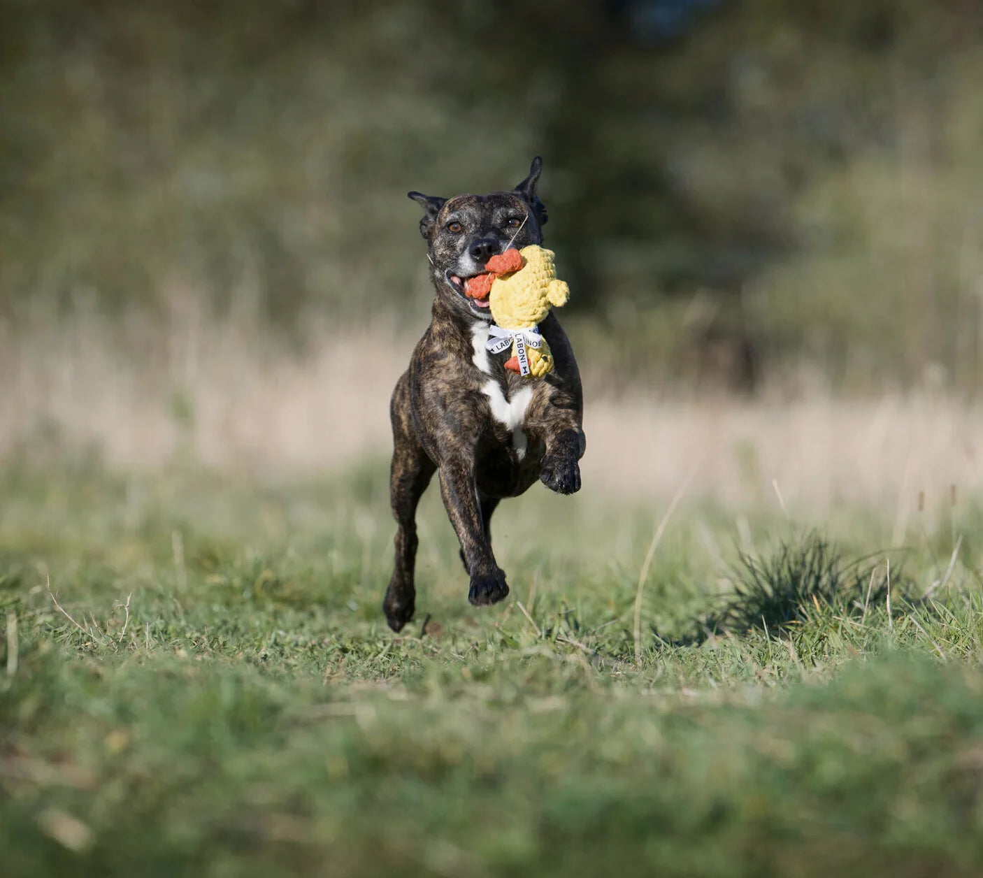 HealthyDog LABONI Emma Ente