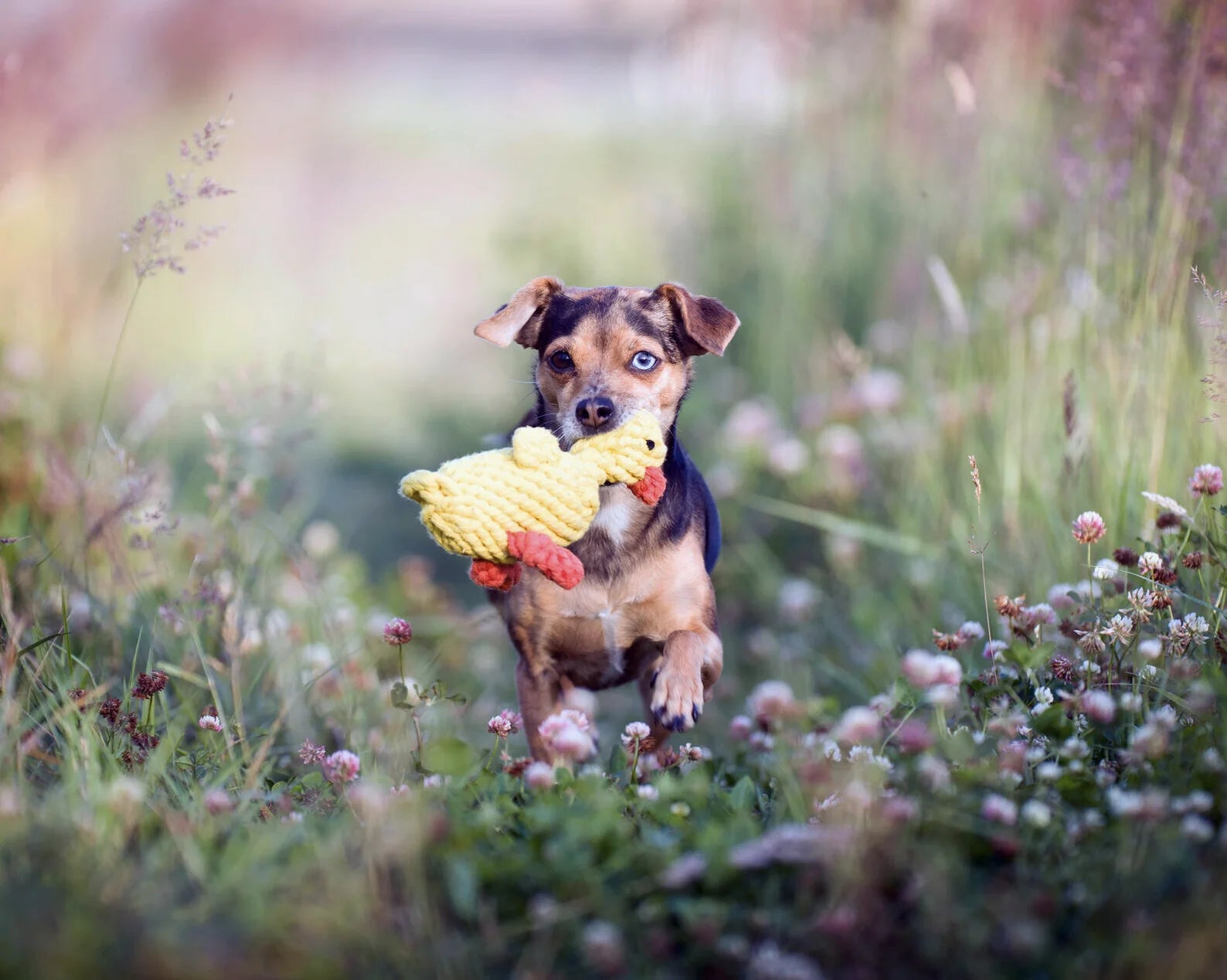 HealthyDog LABONI Emma Ente