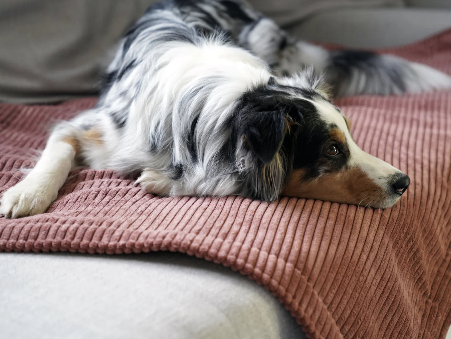 padsforall Hundedecke Classic Cord