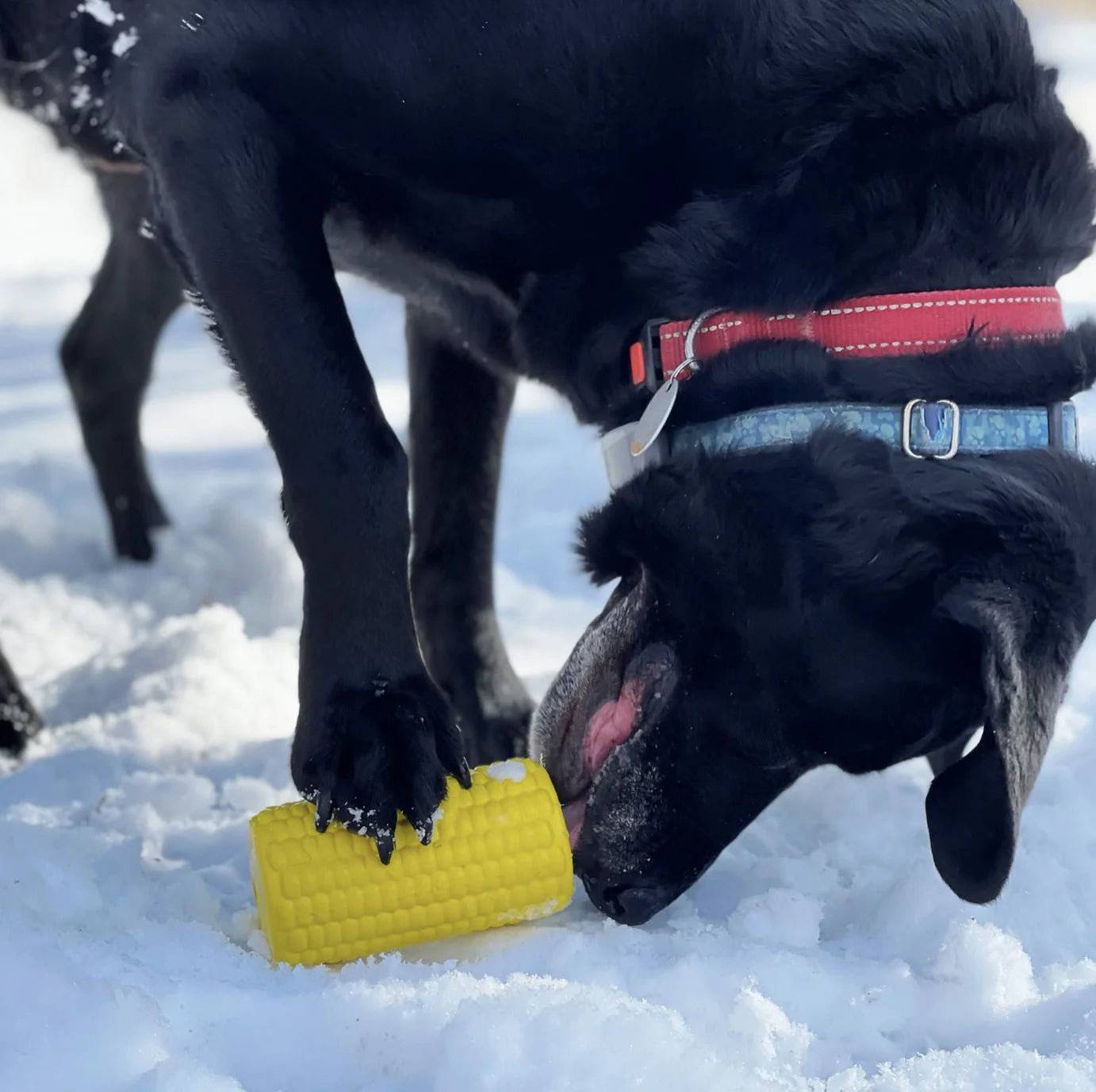HealthyDog SodaPup Schleckmatte Maiskolben