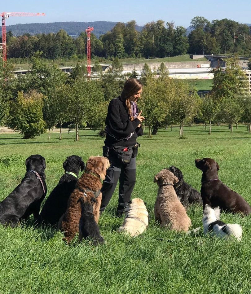 Online Videoanalyse Hunde