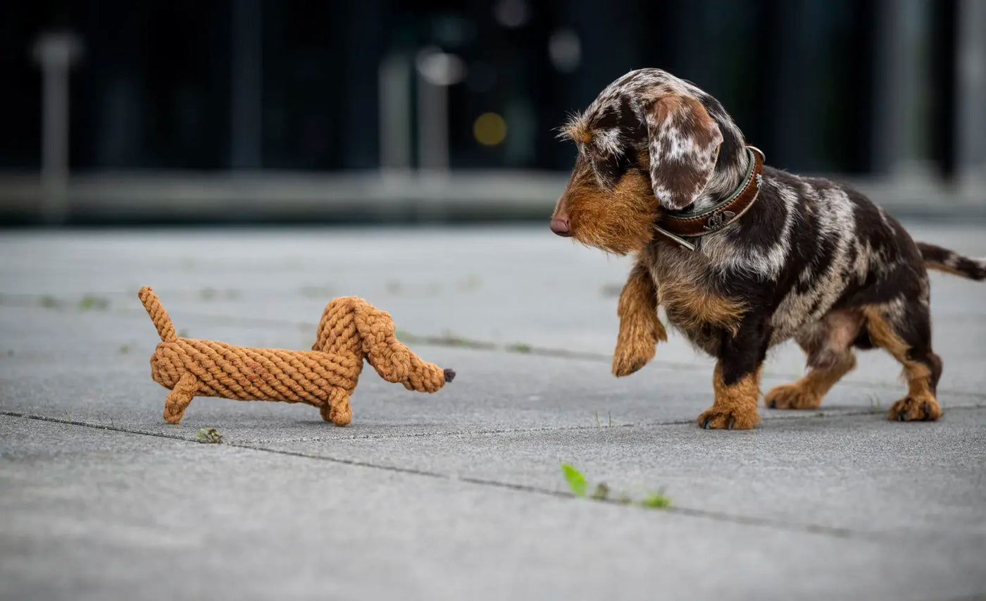 HealthyDog Laboni Diego Dackel