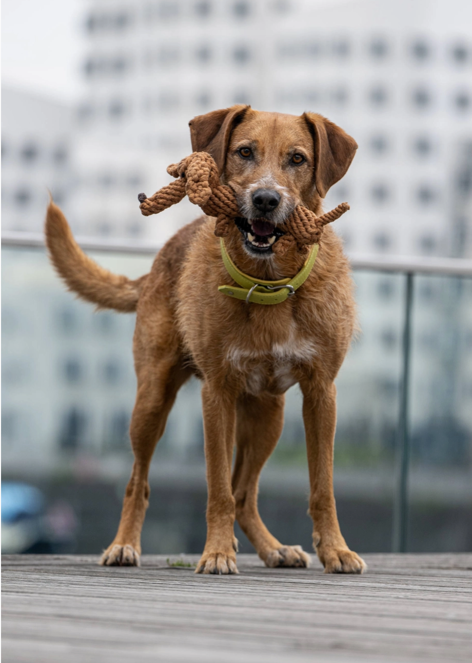 HealthyDog Laboni Diego Dackel