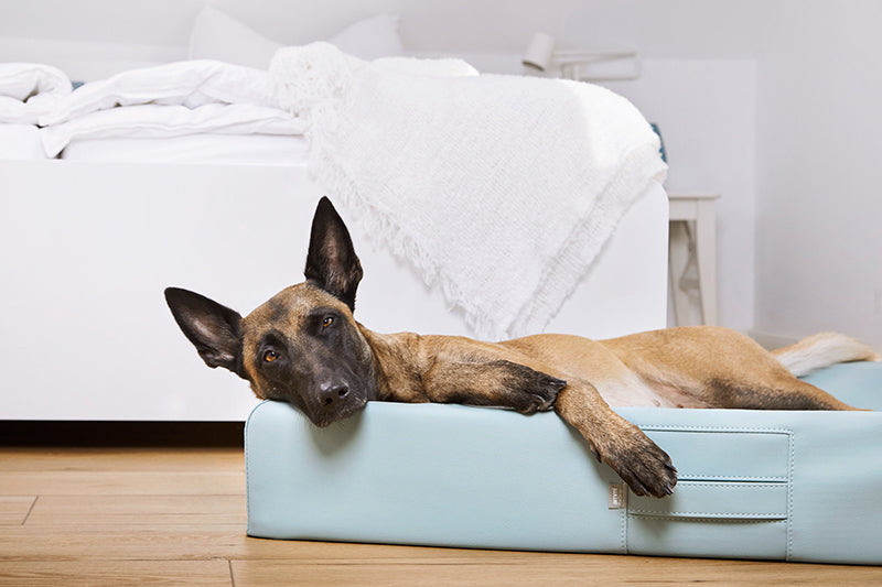 HealthyDog ammi for Dogs orthopädisches Hundebett Kunstleder softmint