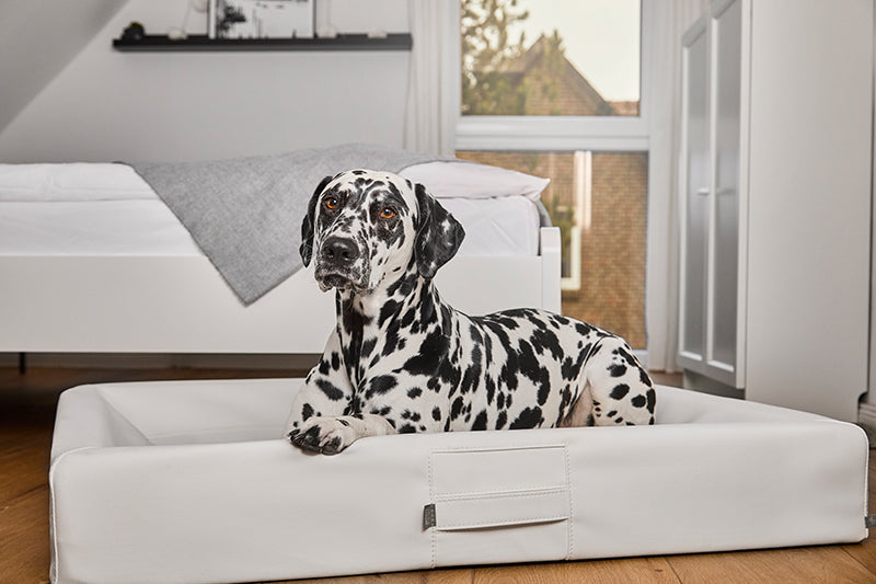 HealthyDog ammi for Dogs orthopädisches Hundebett Kunstleder weiss