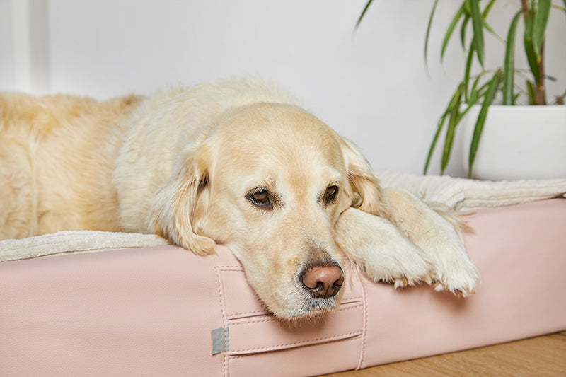 ammi for dogs® orthopädisches Hundebett ammi®Bed soft rosé